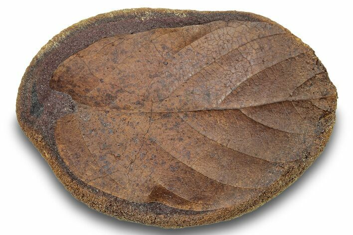 Fossil Leaf (Magnolia?) Nodule - Hell Creek Formation #253017